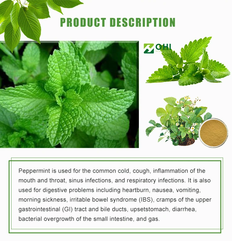 Organic Peppermint 12:1 Tlc Mentha Piperita Extract Powder - Buy Mentha ...