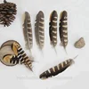 6-7.2 Inch(15-18 cm)High Quality Natural Patterned Pheasant Wings Feather