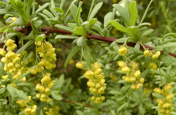 高品质的植物提取物小檗 aristata 提取物,小檗 aristata 直流.