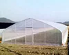 Cheap tunnel plastic film greenhouse for blueberry/tomato/cabbage growing