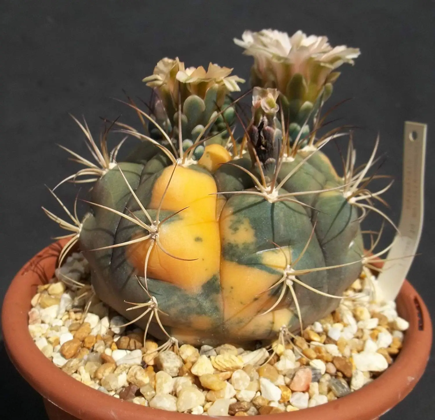 Gymnocalycium Mihanovichii variegata succulent cactus SEEDS~exotic and rare