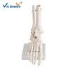 Human plastic foot skeleton model