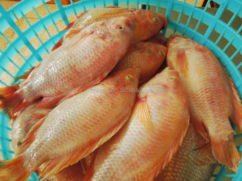 I Hectare Ada Berapa Kg Ikan Tilapia Merah
