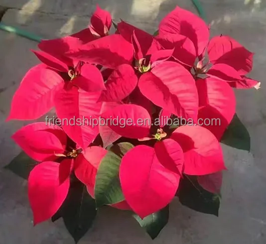 
Natural poinsettia christmas flowers live plant in pot 