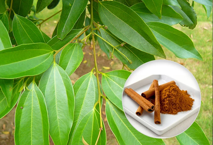 cinnamon peeling machine