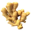 Export chinese fresh red ginger is crazy and uping every day