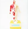 Gelsonlab HSEM-007 he fourteen meridian acupuncture with voice prompt model