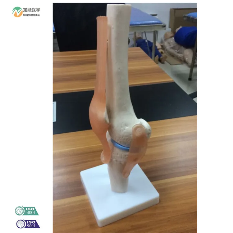 A1019 anatomical model