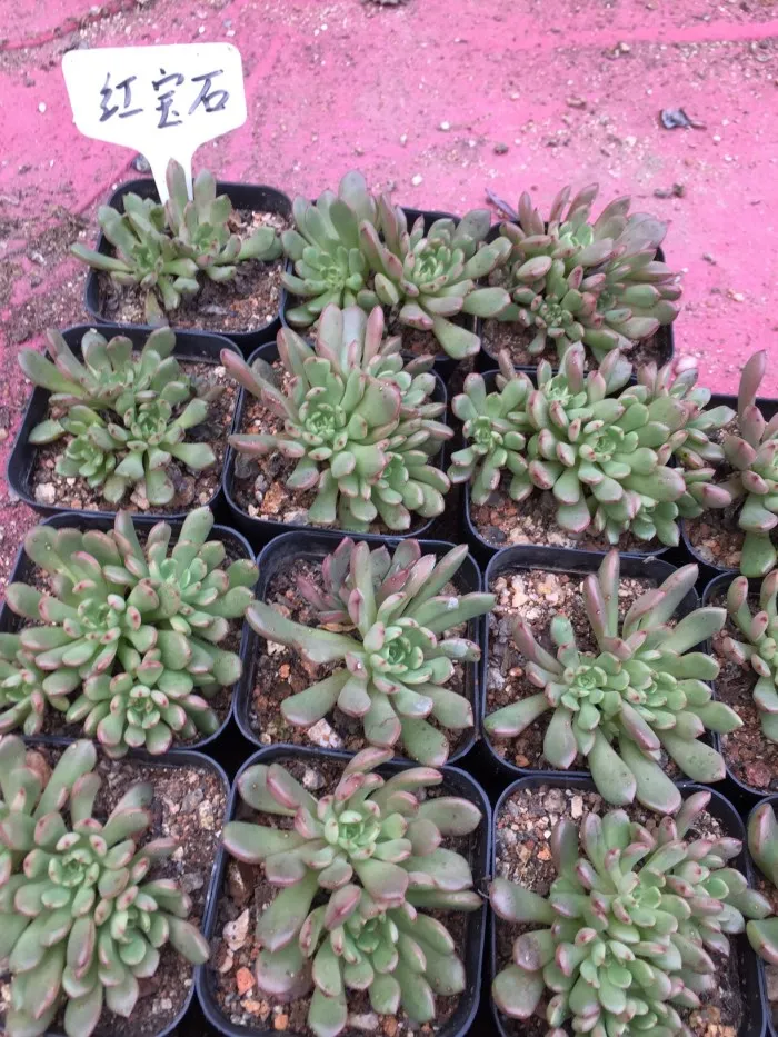 Sedeveria pink ruby.jpg