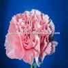 Hot Pink Carnation Flowers