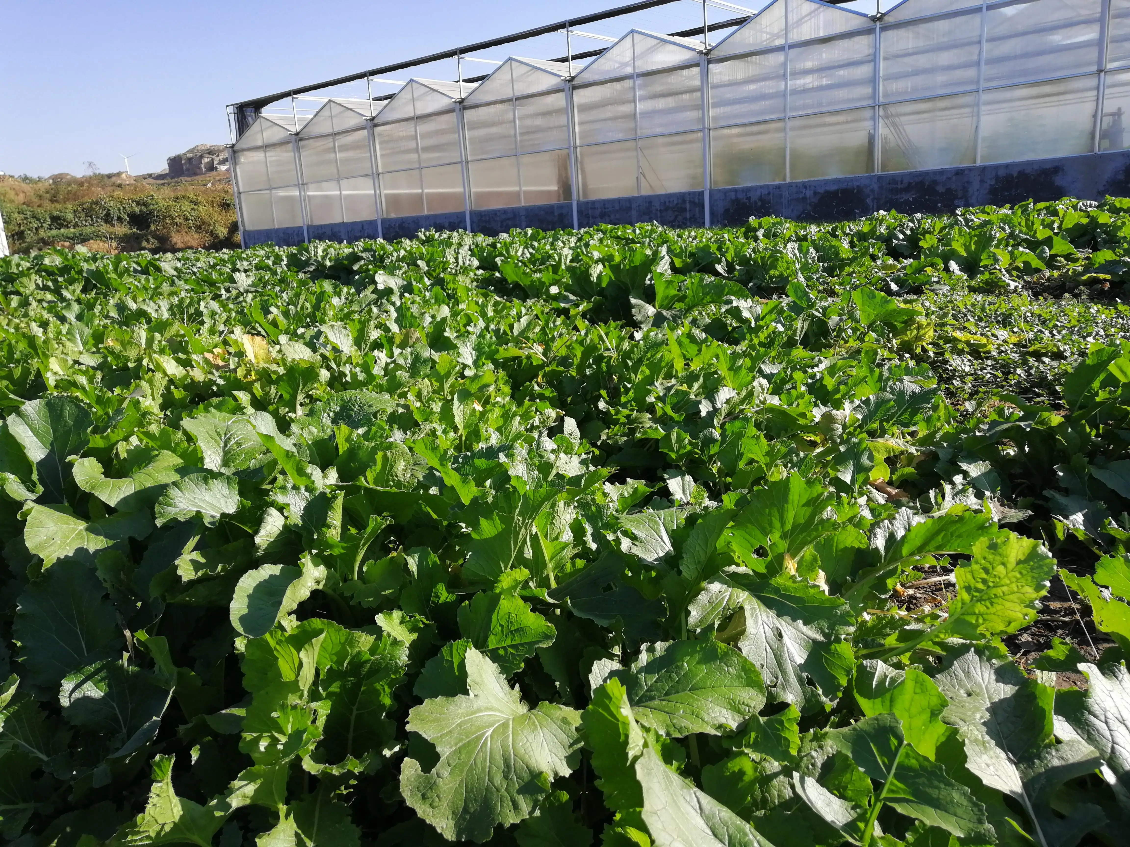 automated greenhouse