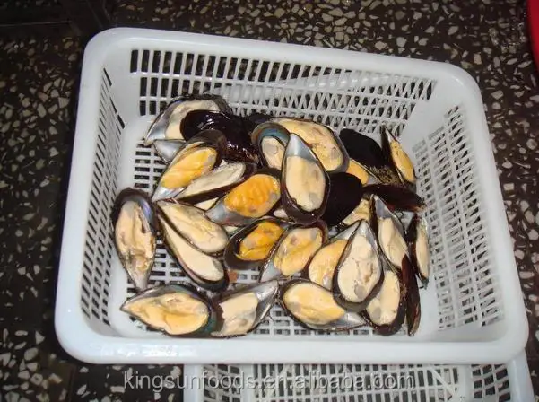 MUSSEL0.jpg