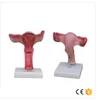 magnified human anatomical uterus model