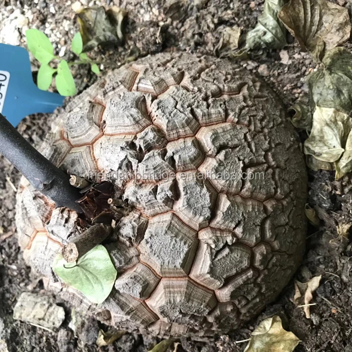 Dioscorea elephantipes 10.jpg