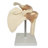 Human Artificial Left Shoulder Joint Skeleton Model
