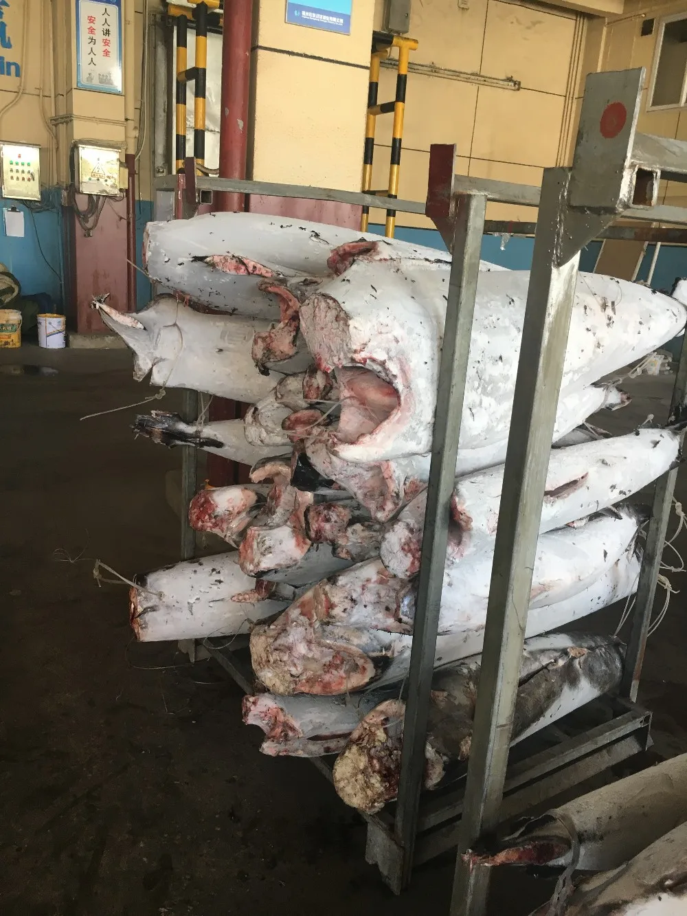 hgt seafrozen 20kg up swordfish (xiphias gladius)