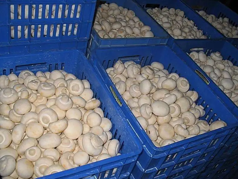 有机双孢菇片/粉/盐渍白蘑菇