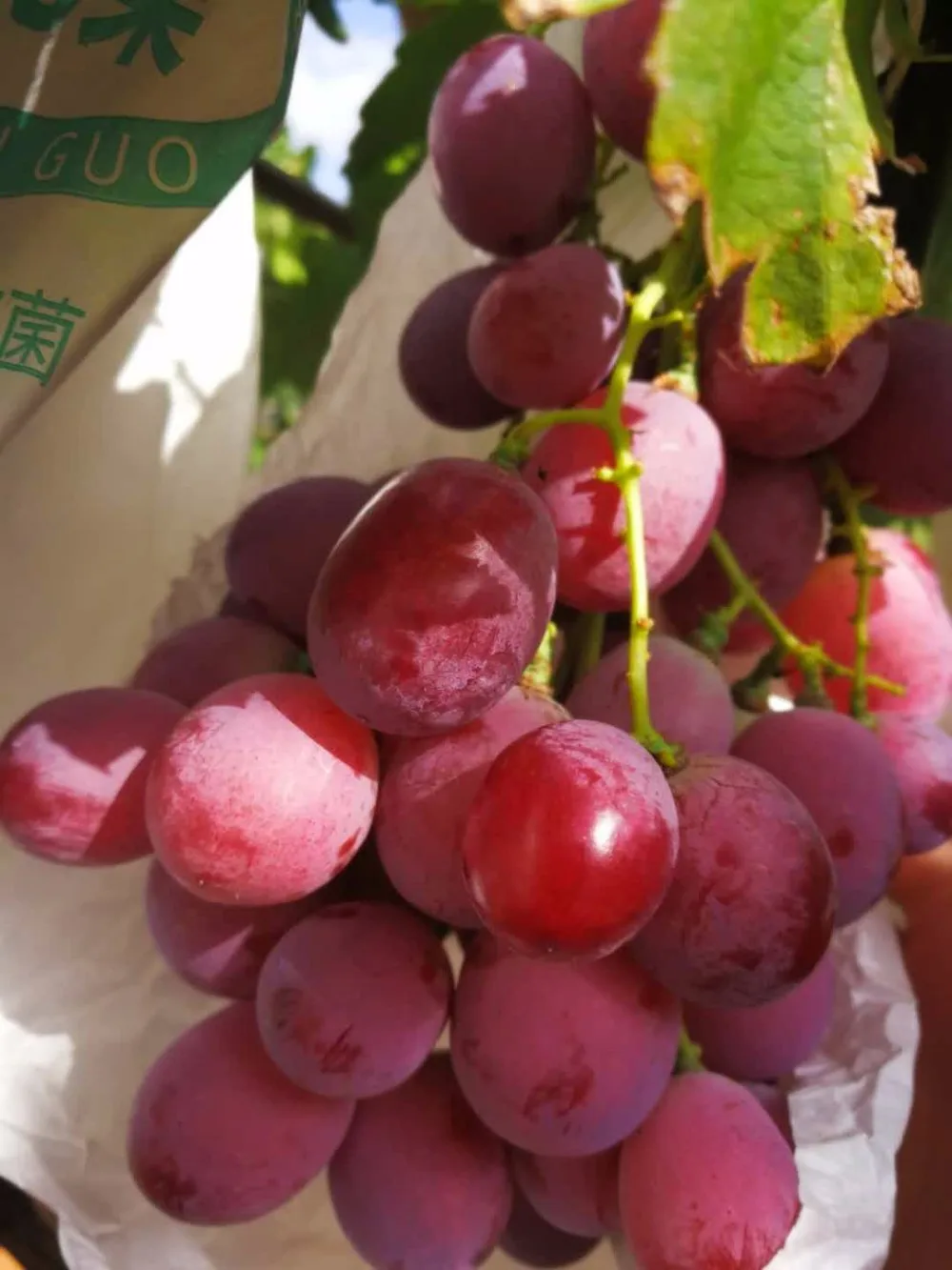 热卖新鲜甜中国红葡萄
