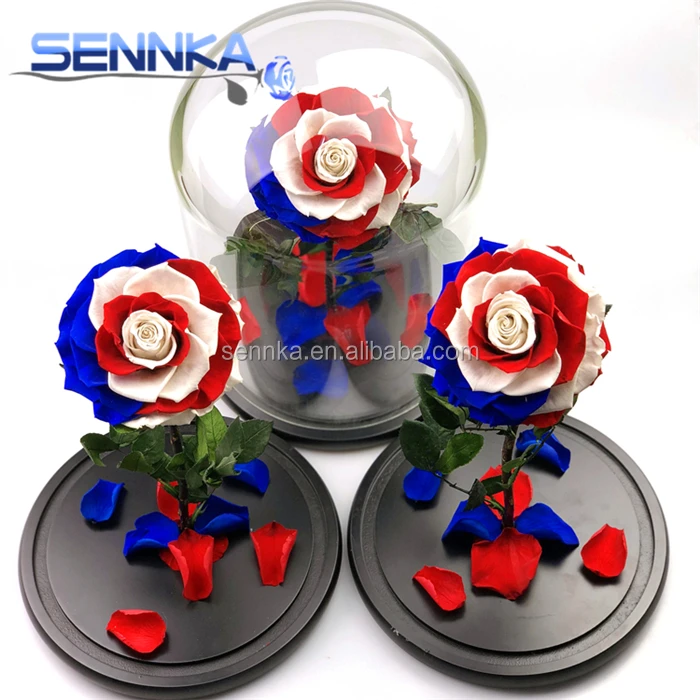 USA flag rose (14)