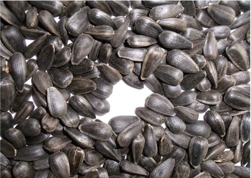 大量的油葵花籽