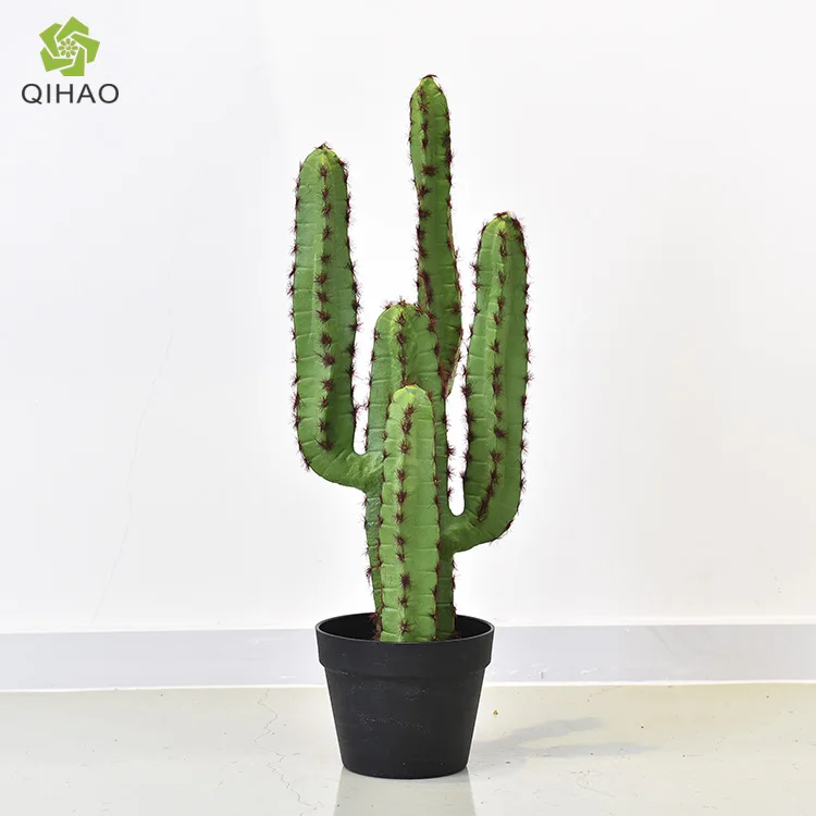 Large Outdoor Cactus Plants Suppliers Large Outdoor Cactus Plants Supplieranufacturers At Alibaba