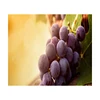 Sweet Fresh Seedless Grape Cheap Price form Egypt