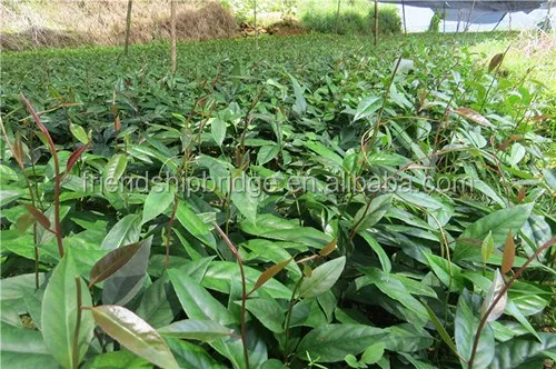 High Yield Nursery Seedlings Fruit Bear Kadsura Coccinea Seedling - Buy ...