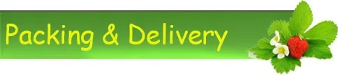 Packingdelivery