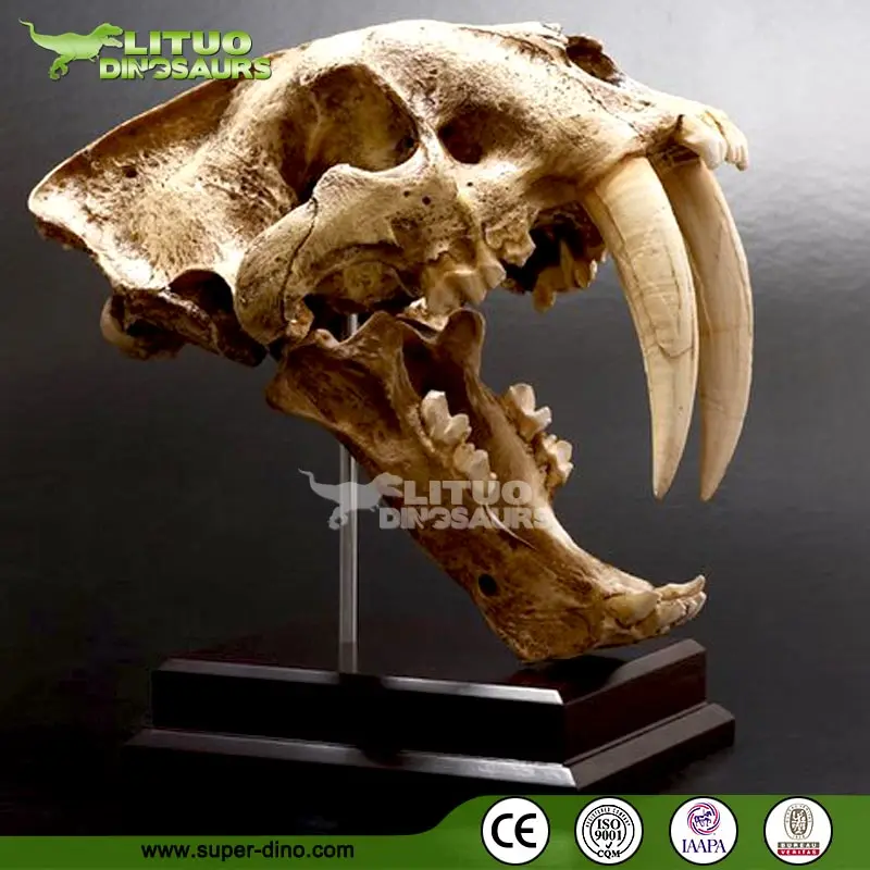 Museum Display Lifesize Realistic Resin Animal Skull Buy Resin Animal