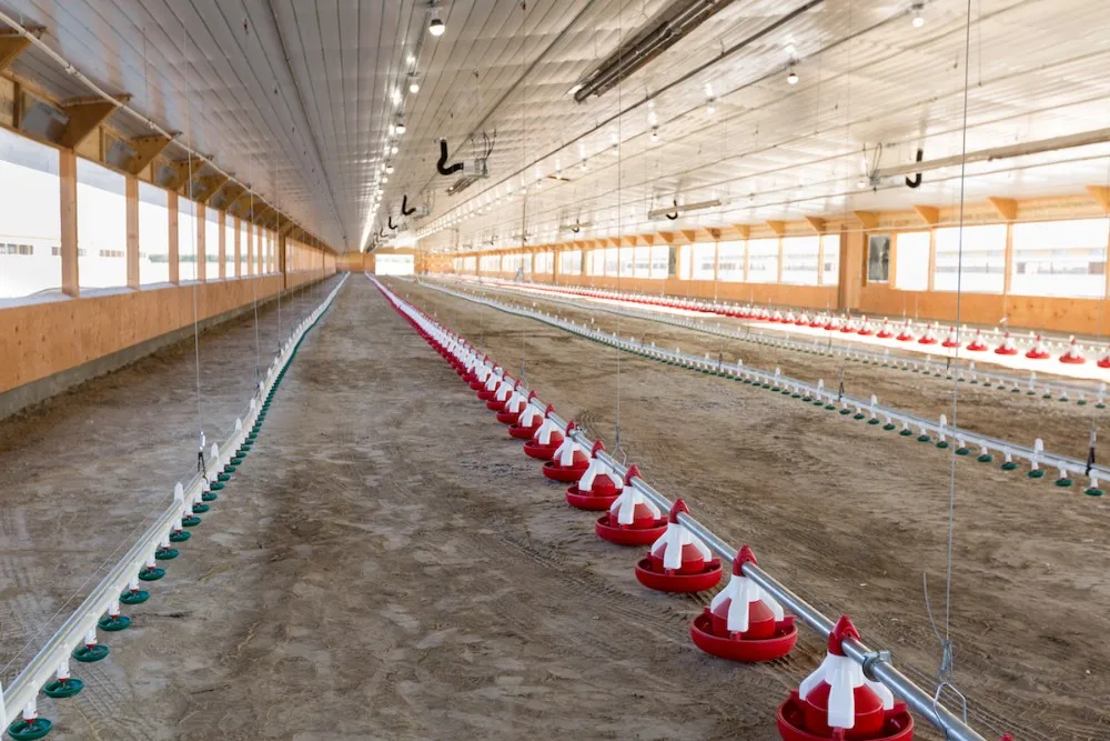 Used Steel Egg Chicken House Design Trusses For Layers Buy Egg