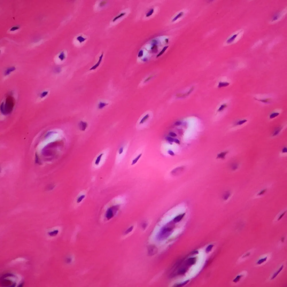 7 m Mammal Skeletal Muscle Slide H&E tillescenter Microscope Sample ...