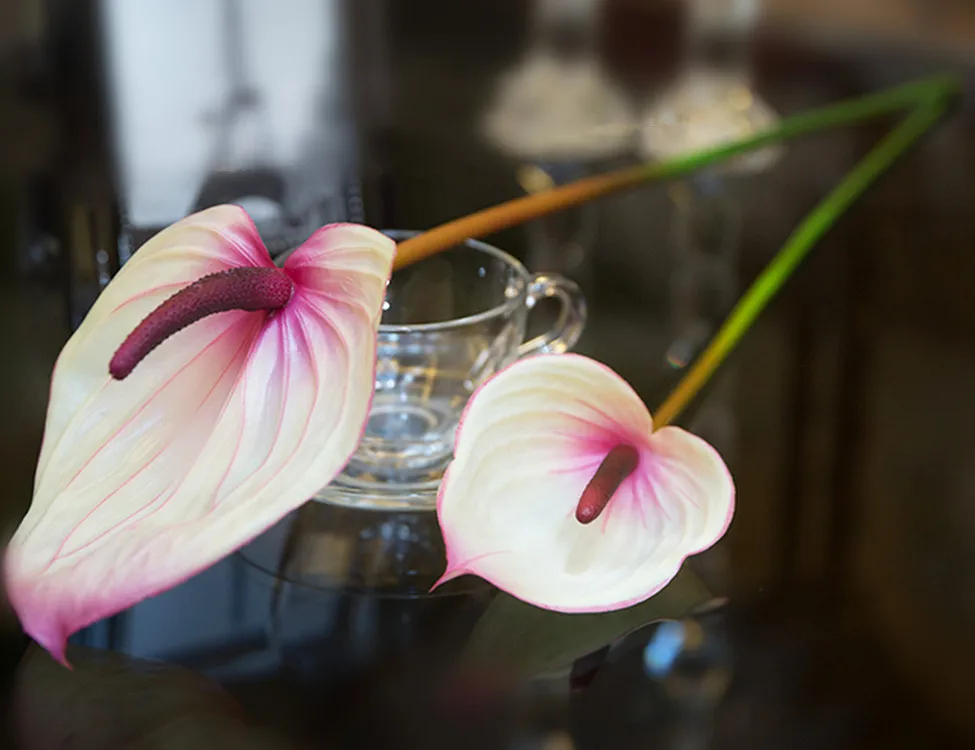 Anthurium Flowers And Plants Anthurium Plants For Sale Buy Anthuriums