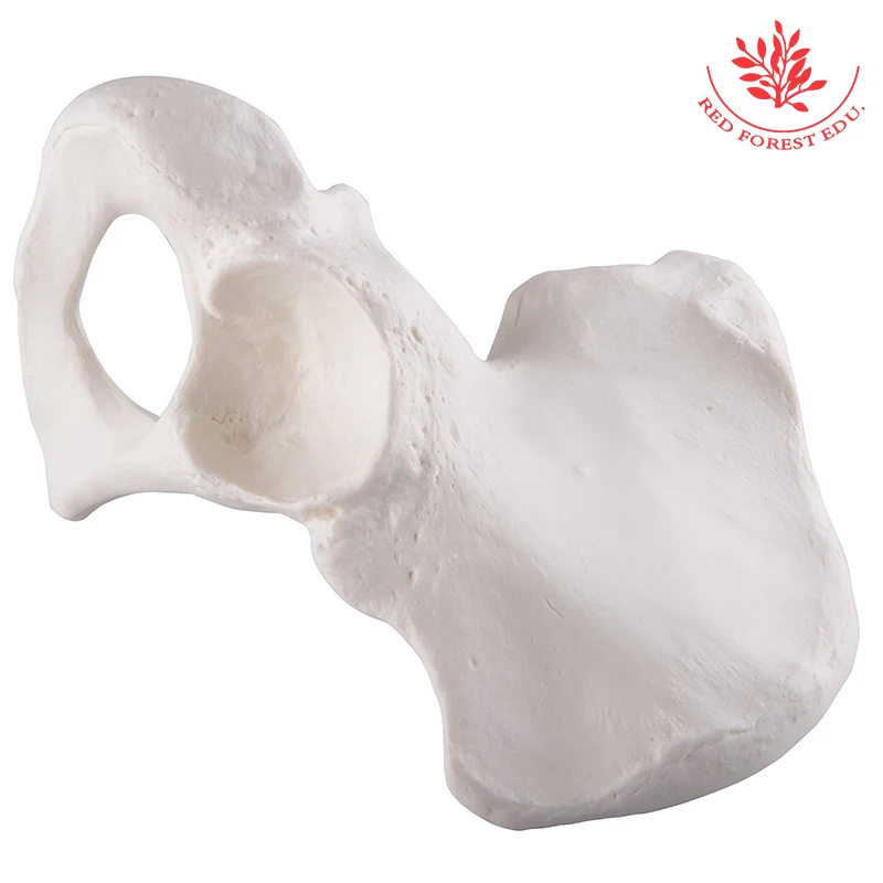 Anatomically Detailed Human Being Hip Bone Model - Buy Human Being Hip