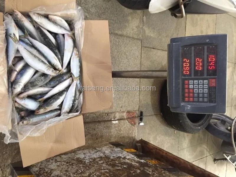 Sardine-Sardinella-Longiceps- (1)