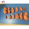 Life-Size Scientific Human Fetus Development Process Model