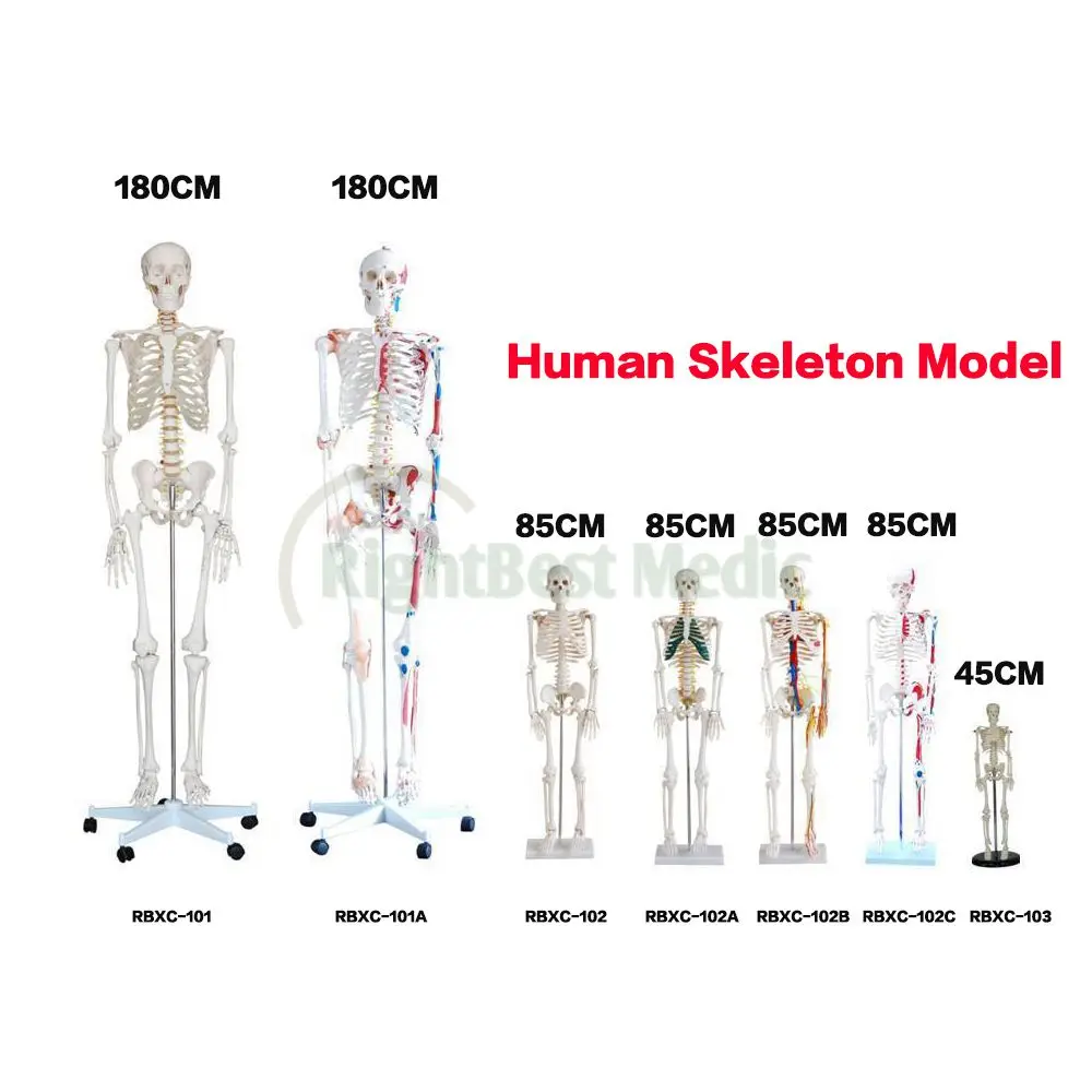 Mini Plastic Artificial Human Skeleton Model Anatomy Skeleton
