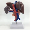 Structural model of liver and pancreas,Anatomical model of medical liver structure