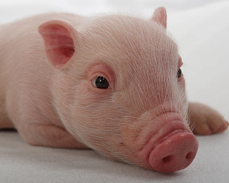 Pig statue