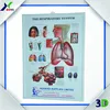 dentel poster/ 3d dental medical anatomy chart/ 3d teeth embossed chart