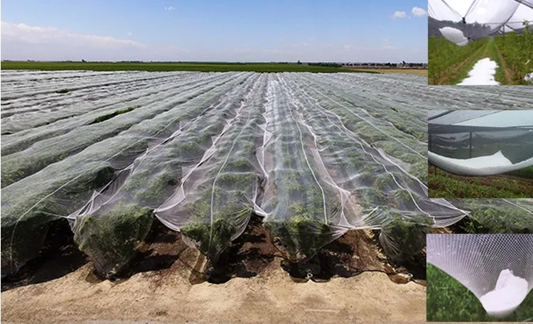 Plastic Anti Hail Protection Net For Agriculture - Buy Anti-hail Net ...