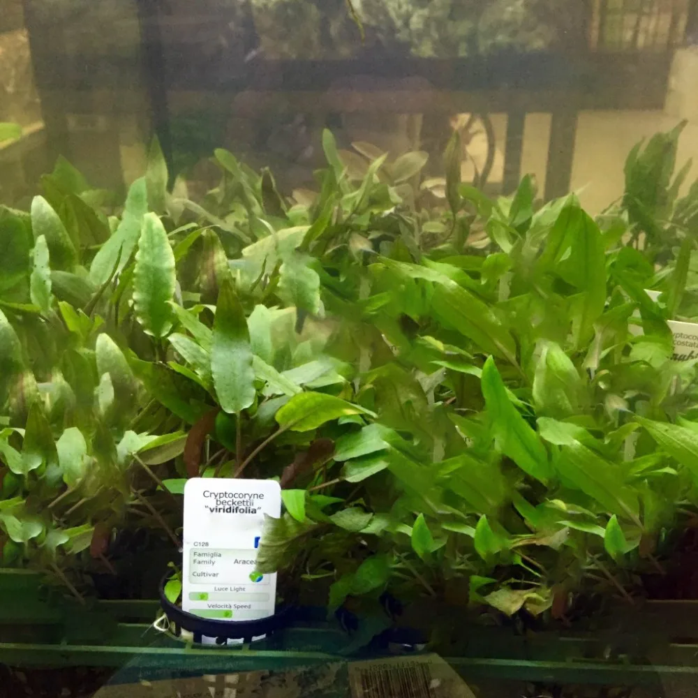 Wholesale Green Tropical Ornamental Bucephalandra Gigantea