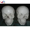 Professional Scientific Educational Medical Anatomical Deluxe Life-Size Human Skull Style D Model