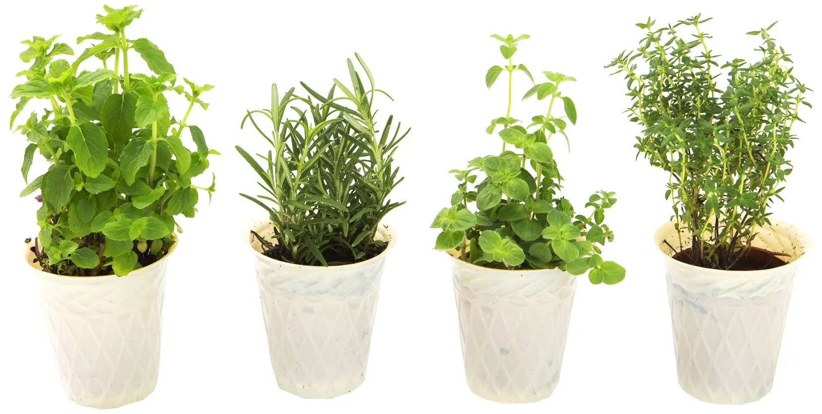 Cheap Small Herb Plants, find Small Herb Plants deals on line at