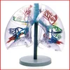 GD/A13009 Transparent Lung Segment Model(Anatomical Model)