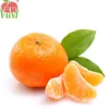 TOP MANDARIN ORANGE IN CHINA IN HOT SALE