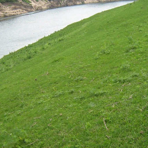 
Wholesale Grass seed for Golf Course Lawn High quality Bermudagrass seeds 