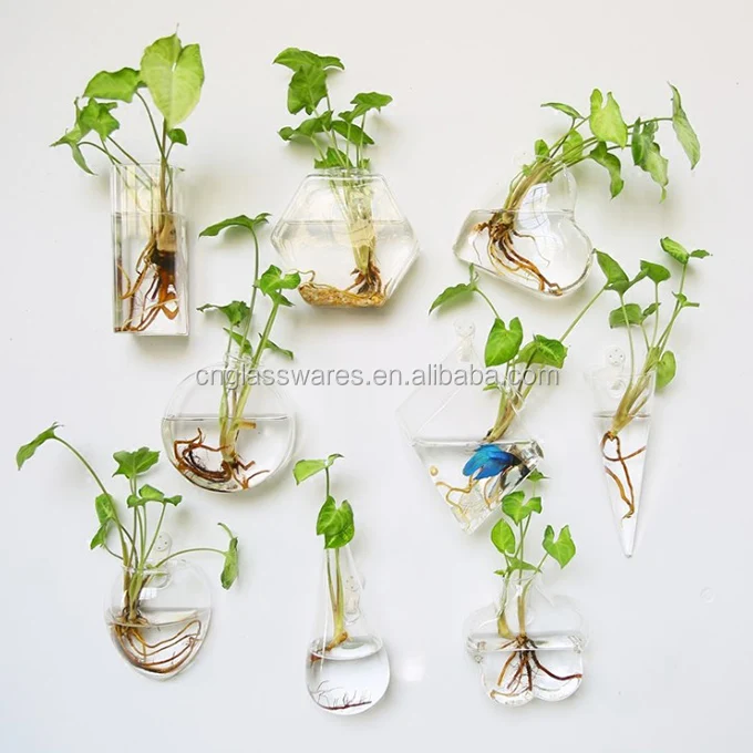 Hanging Aquatic Plants Glass Vases Buy Glass Vases,Clear Glass Vase