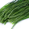 Bulk hybrid F1 Asian chives, Chinese chives seeds for sale