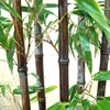 bamboo seedling