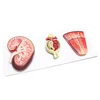Gelsonlab HSBM-314 Plastic Human Kidney model Kidney Section model with Renal Nephron and Renal Corpuscle